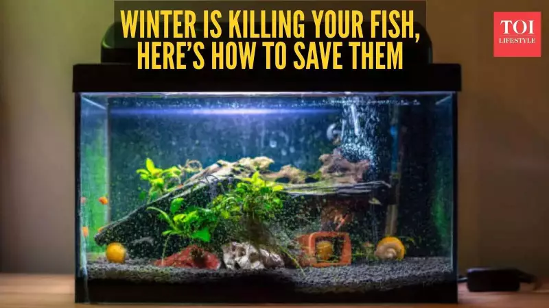 Winter Aquarium Care: 5 Essential Tips to Prevent Fish Deaths in Indian Homes
