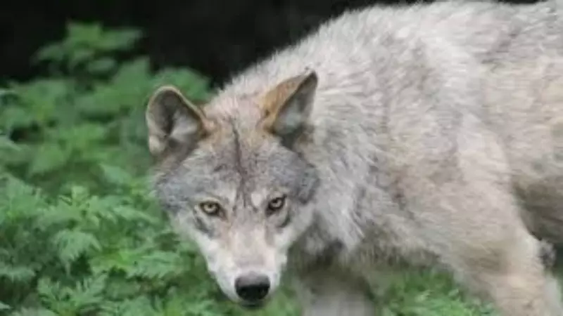 Wolf Attack in Bahraich Kills 3-Year-Old, 13th Fatality in 3 Months