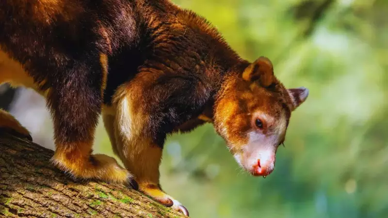 Wondiwoi Tree Kangaroo Rediscovered After 90 Years in New Guinea