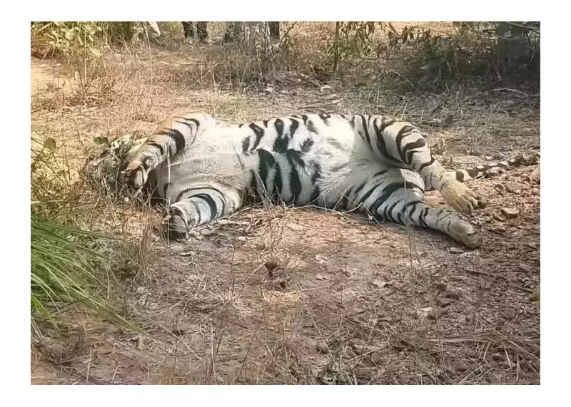 Young Tiger Found Dead in Suspected Poaching Case Near Chhattisgarh Tiger Reserve