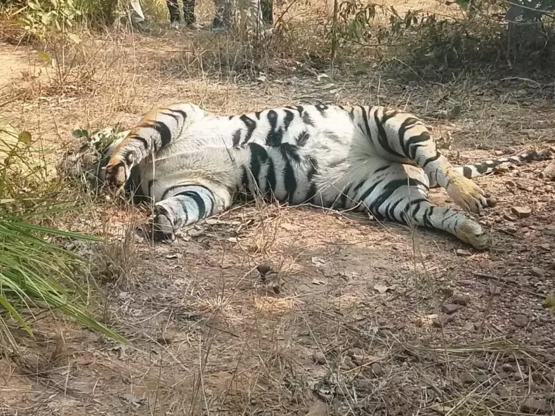 Young Tiger Found Dead Near Chhattisgarh Reserve, Poaching Suspected