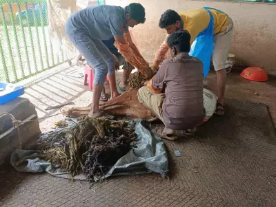 48kg Plastic Removed From Cow's Stomach in Goa, Premature Calf Dies