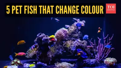 5 Pet Fish That Change Colour: Why It Happens & What It Means