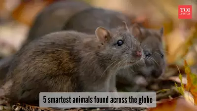5 Surprisingly Smart Animals: From Chimpanzees to Rats