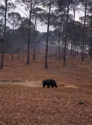 AI-Generated Bear Rumours Spark Panic in Bageshwar Villages, Disrupt Life
