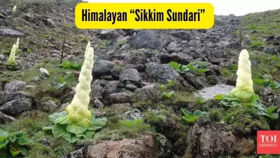 Anand Mahindra's Sikkim Sundari Post Reveals Rare Himalayan Wonder