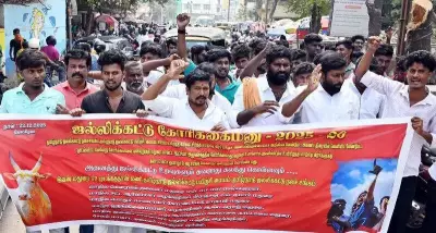 Jallikattu Organizers Demand Large Screens for Transparent Scoring, Govt Jobs for Victims