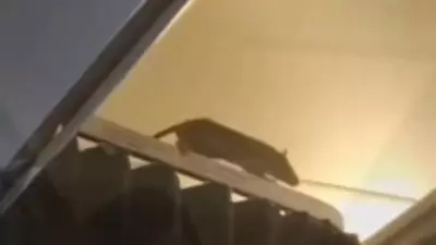 KLM Flight Cancelled After Rat Sighting: 250+ Passengers Stranded