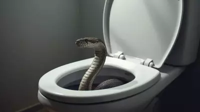 Snakes in Toilets: The Unseen Reality Behind the Urban Fear