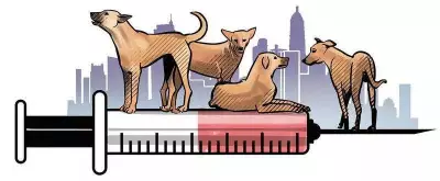 Udgir Sees 22 Stray Dog Bite Cases in Weeks, Civic Body Acts