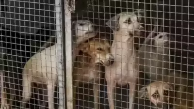 Udgir Sees 22 Stray Dog Bites Since Dec 23, Locals in Panic