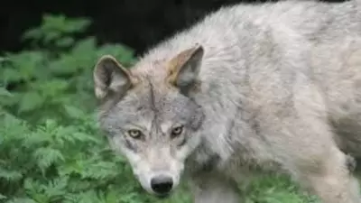 Wolf Attack in Bahraich Kills 3-Year-Old, 13th Fatality in 3 Months