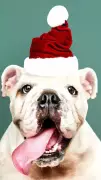 10 Christmas Foods Toxic to Dogs: A Must-Know Guide for Pet Parents