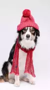 10 Cute Dog Breeds That Thrive in Cold Weather & Love Winter