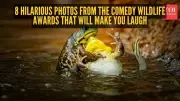 10,000 Hilarious Entries: Nikon Comedy Wildlife Awards 2025 Crowns Winners