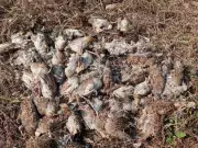 107 Grey Francolin Birds Found Dead in Dombivli, Samples Sent to NIV Pune