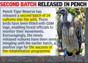 15 Endangered Vultures to Find New Home in Melghat Tiger Reserve