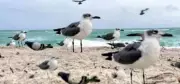 4,000 Rare Migratory Seagulls Descend on Karnataka's Keni and Belekeri Beaches
