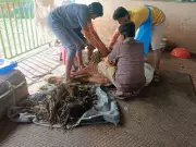 48kg Plastic Removed From Cow's Stomach in Goa, Premature Calf Dies