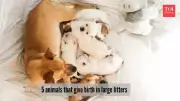 5 Animals That Give Birth in Huge Litters: From Rabbits to Naked Mole Rats
