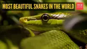 5 Most Beautiful Snakes in the World: Nature's Stunning Artwork