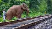 7 Elephants Killed in Assam as Rajdhani Express Collides with Herd, Derails Coaches