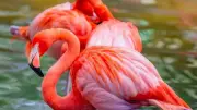 7 Rare Flamingo Facts: From Pink Diet to Jaipur's Winter Guests