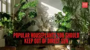 8 Houseplants That Thrive in Shade: Protect Your Indoor Garden from Sun Damage
