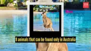 8 Unique Animals Found Only in Australia: Kangaroo to Bilby