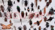 9 Most Lethal Insects: Tiny Creatures Causing Millions of Human Deaths