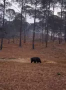 AI-Generated Bear Rumours Spark Panic in Bageshwar Villages, Disrupt Life