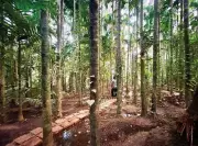 Arambol's Bhatwadi Hills Face Threat: 3 Lakh Sqm Forest Conversion Sparks Village Protest