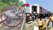 Assam Tragedy: Rajdhani Express Hits Elephant Herd, 8 Killed, Train Derails