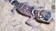 Barking Geckos: How a Tiny Reptile Thrives in Africa's Harshest Deserts