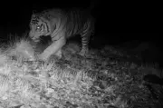 Bengal Tiger Spotted at 9,875 ft in Uttarakhand, Highest Record in Bageshwar