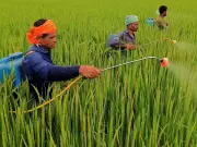 Bihar Launches 2-Day Statewide Fertiliser Drive to Curb Black Marketing in Rabi Season