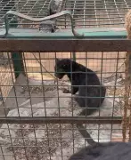 Black Leopard Cub Rescued in Coimbatore, Efforts On to Reunite with Mother