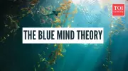 Blue Mind Theory: How Water Rewires Your Brain to Reduce Stress
