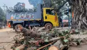 BMC Cuts Trees Near Bhubaneswar Airport for Aircraft Safety After Months of Push