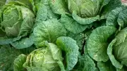 Bok Choy: 5 Health Benefits & Easy Cooking Tips for This Chinese Cabbage