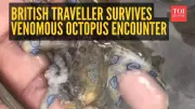 British Tourist's 'Baby Octopus' Video Reveals Deadly Blue-Ringed Octopus Danger