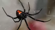 California Woman Injects Black Widow Venom: A Rare Case of Intentional Toxicity