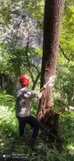 Centre Clears Felling of 5,000 Trees in Uttarakhand's Chamoli to Revive Fire-Lines