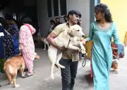 Chennai Enforces Pet Dog Microchipping: ₹9,000 Fines on Day 1