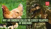Chickens Are Dinosaurs: How Birds Survived the Cretaceous Extinction
