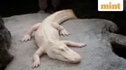 Claude, Rare Albino Alligator, Dies at 30 in San Francisco; World Mourns