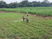 Coimbatore Soil Crisis: Over 90% Farmland Low in Organic Carbon