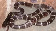 Common Krait: The 'Silent Killer' Snake of India's Night