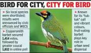 Coppersmith Barbet Crowned Amravati's Official City Bird After Public Vote