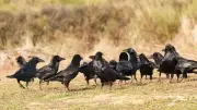 Crow Funerals Explained: Why Crows Gather Around Dead Bodies